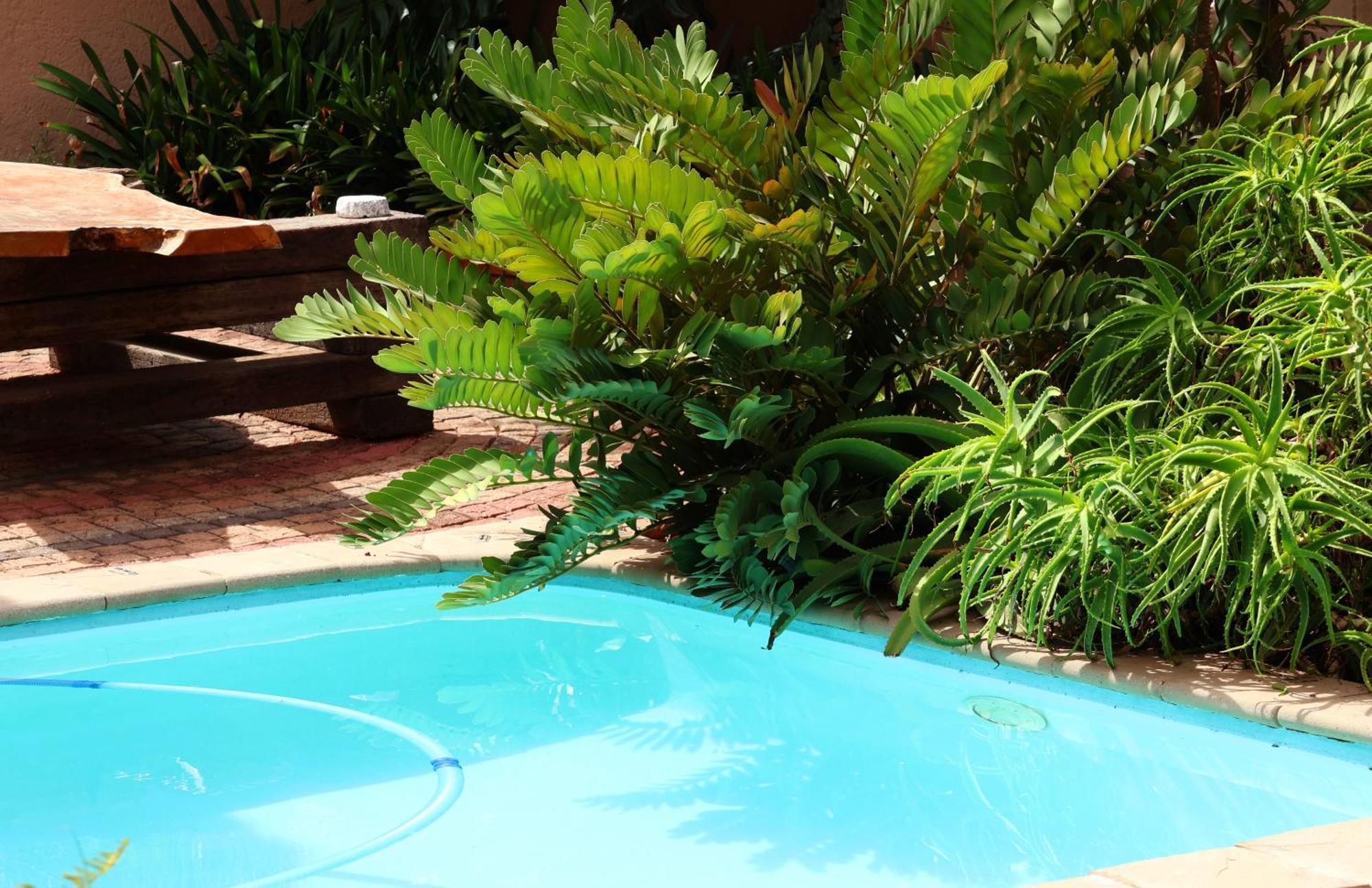 Bed and Breakfast The Leopard Tree Polokwane Zewnętrze zdjęcie